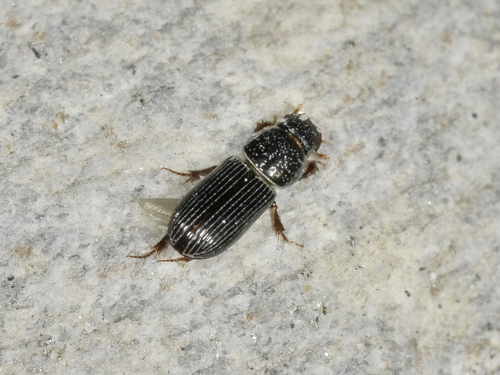 Pleurophorus caesus (Aphodiidae)